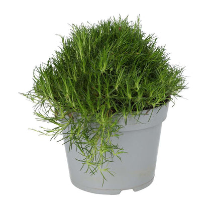 ProRep Live Plant Pearlwort Mix