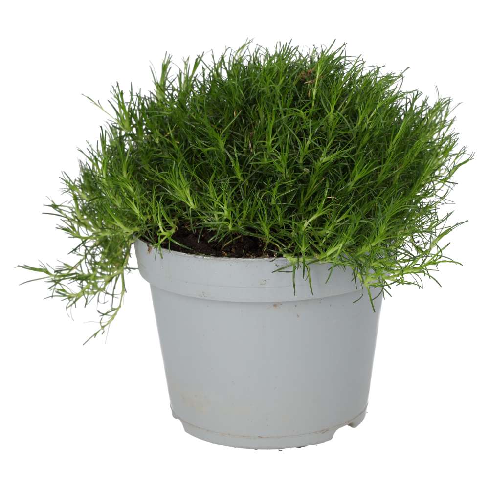 ProRep Live Plant Pearlwort Mix