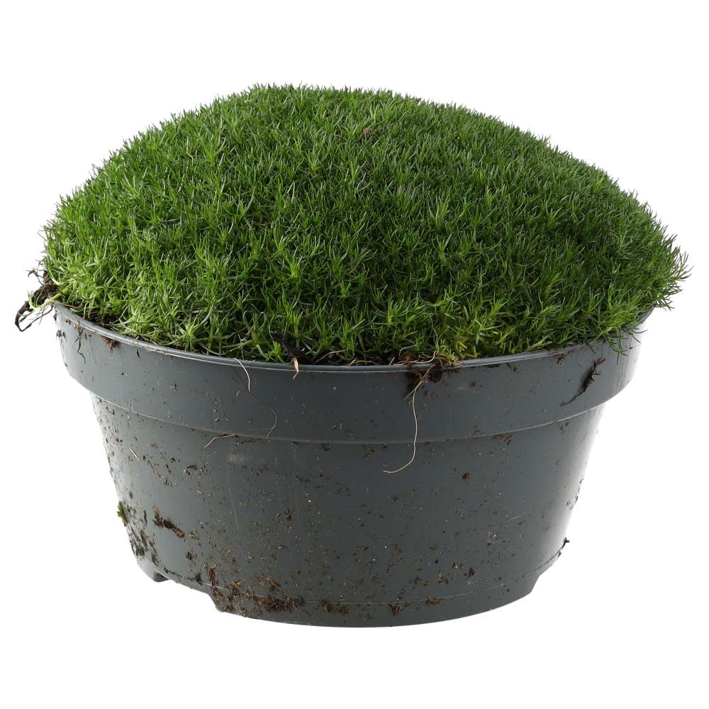 ProRep Live Plant Pearlwort Mix