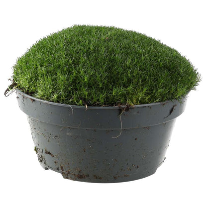 ProRep Live Plant Pearlwort Mix