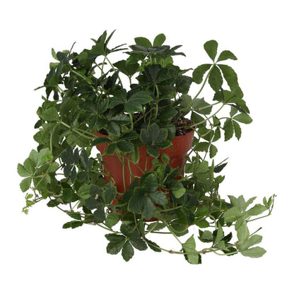 Sugar Vine (Cissus striata)