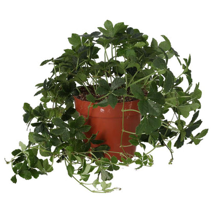 Sugar Vine (Cissus striata)