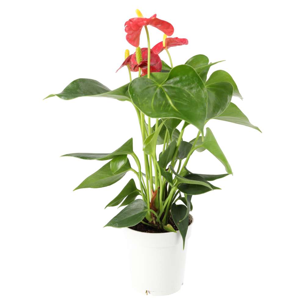 Flamingo Flower (Anthurium sp.)