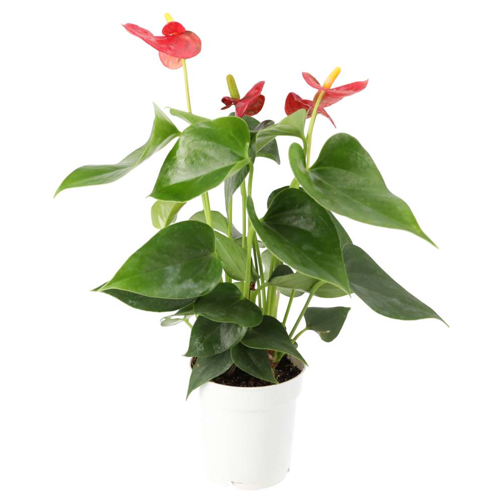 Flamingo Flower (Anthurium sp.)
