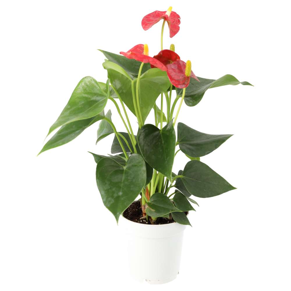 Flamingo Flower (Anthurium sp.)