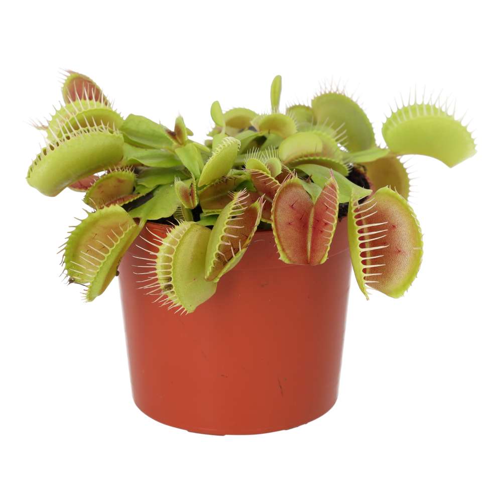 Venus Fly Trap (Dionaea muscipula)