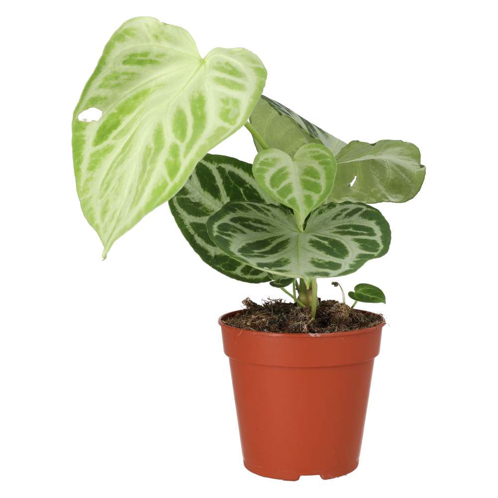 Anthurium 'Silver Blush'