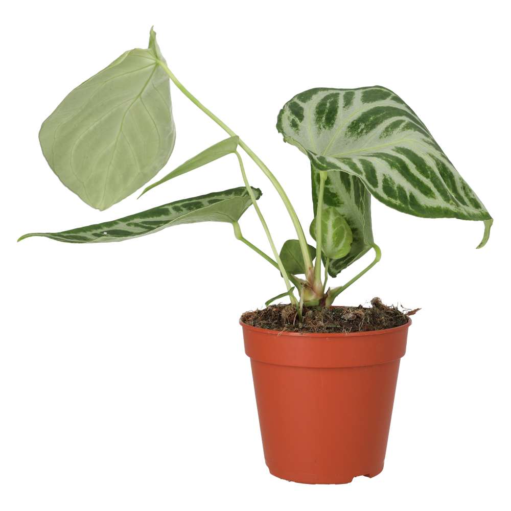 Anthurium 'Silver Blush'
