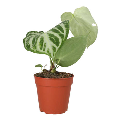 Anthurium 'Silver Blush'