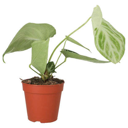 Anthurium 'Silver Blush'