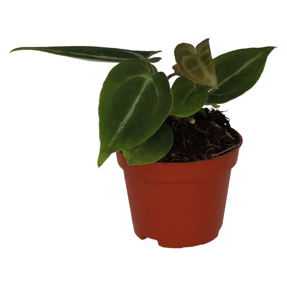 Anthurium 'Silver Blush'