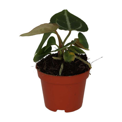 Anthurium 'Silver Blush'
