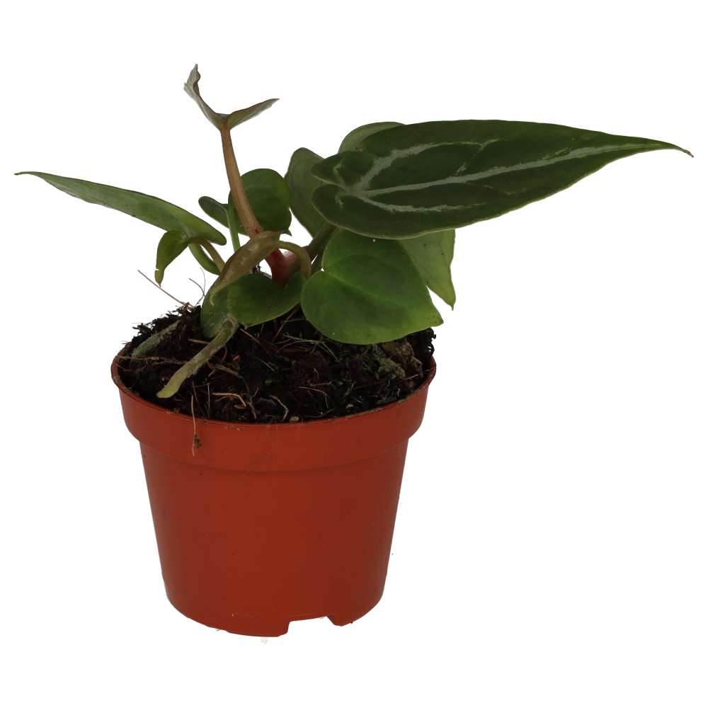 Anthurium 'Silver Blush'