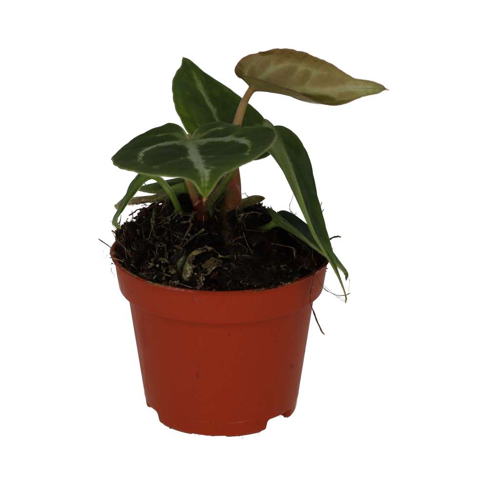 Anthurium 'Silver Blush'