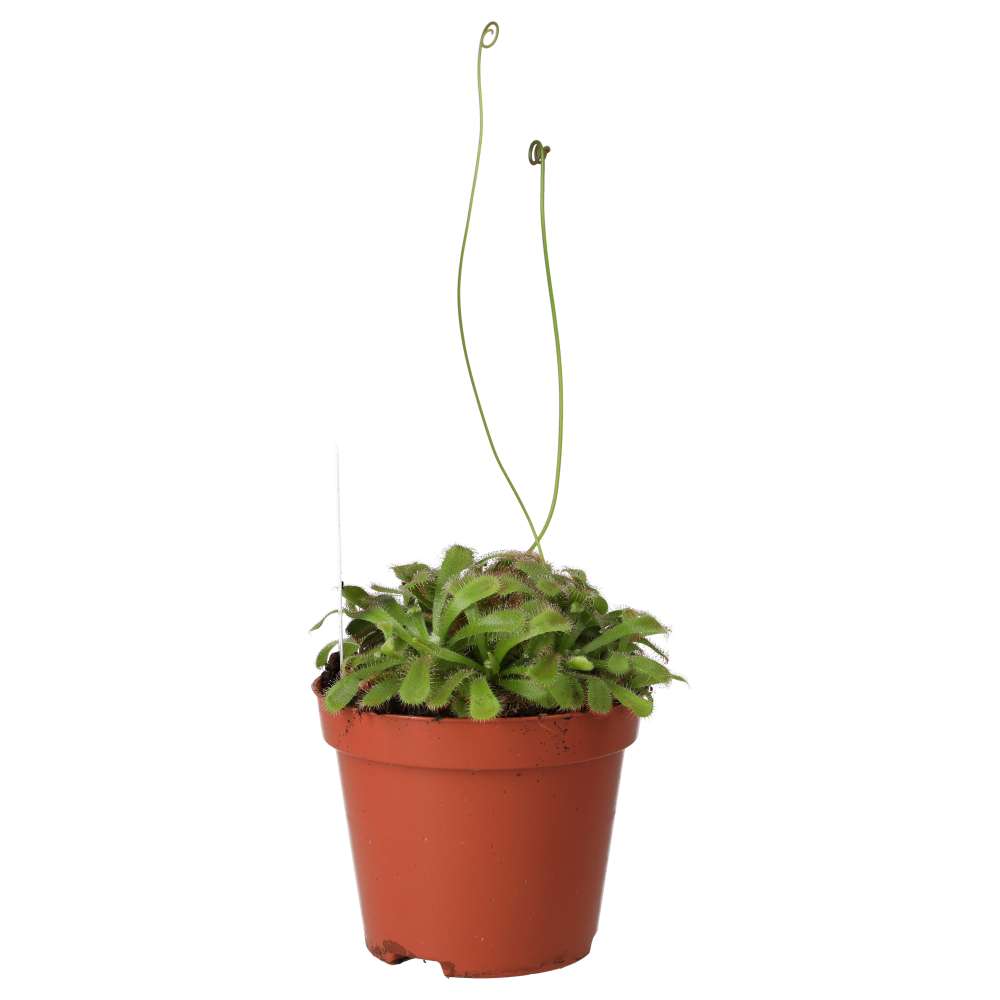 Alice Sundew (Drosera aliciae)