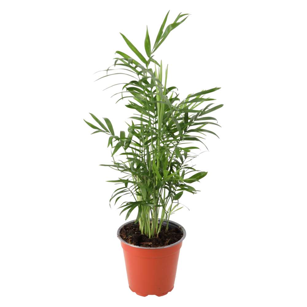 Parlour Palm (Chamaedorea elegans)