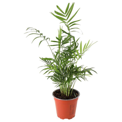 Parlour Palm (Chamaedorea elegans)