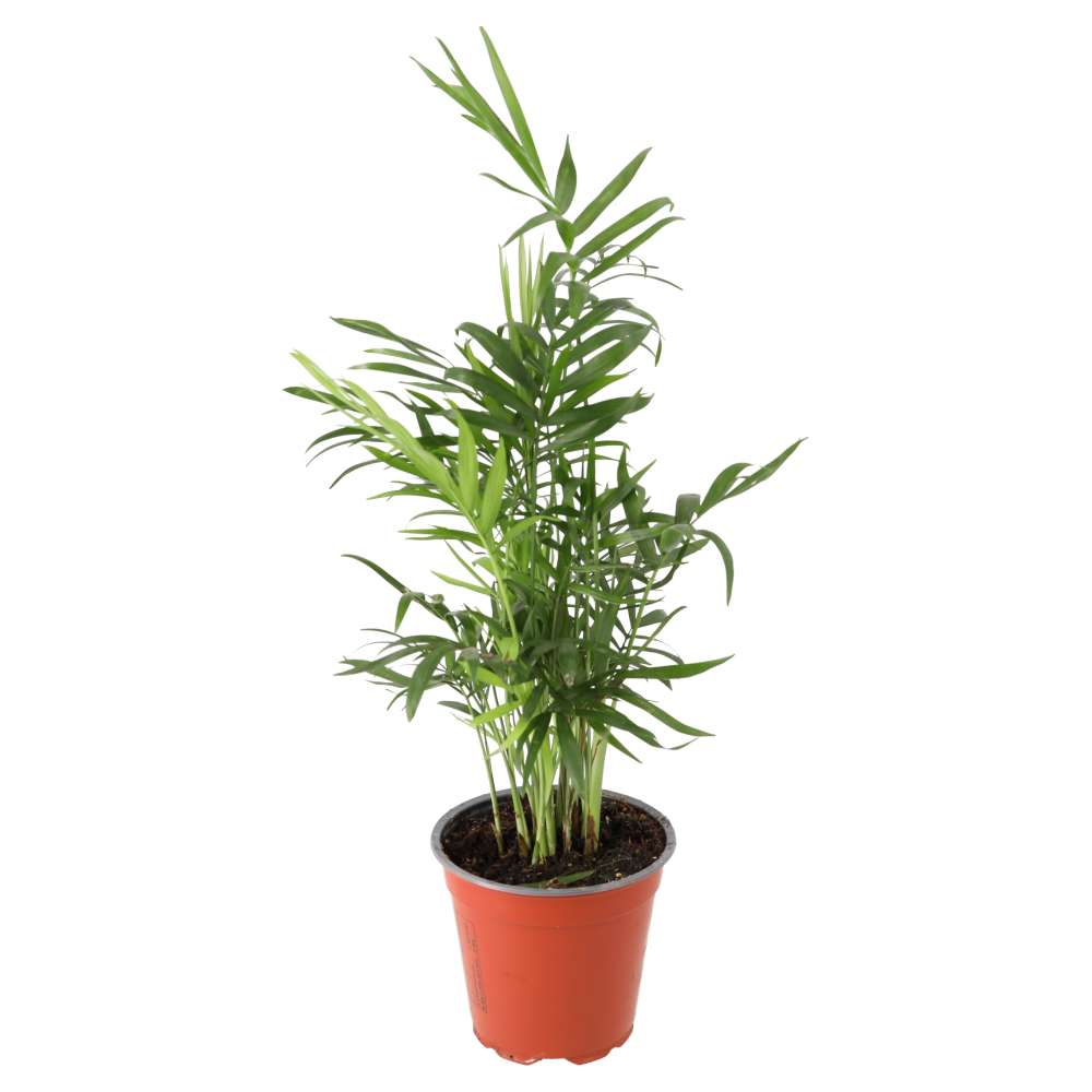 Parlour Palm (Chamaedorea elegans)