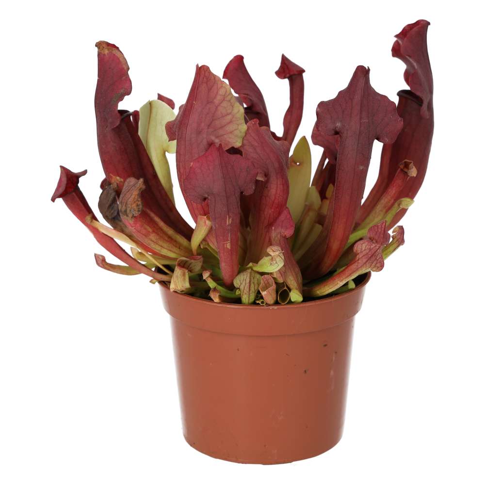 Trumpet Pitcher Plant (Sarracenia sp.)