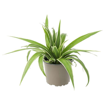 Spider Plant (Chlorophytum comosum)