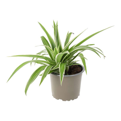 Spider Plant (Chlorophytum comosum)