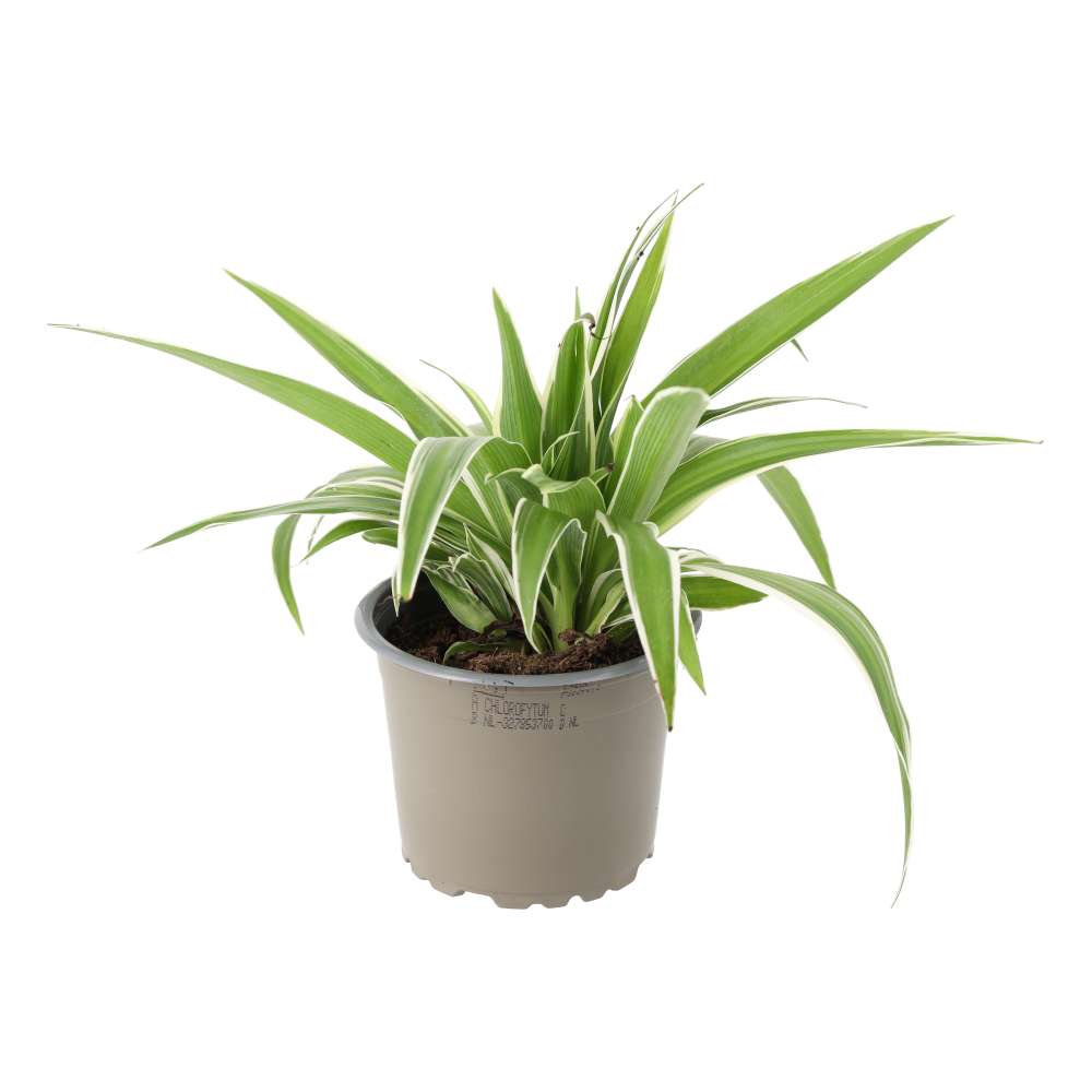 Spider Plant (Chlorophytum comosum)