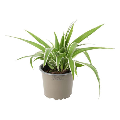 Spider Plant (Chlorophytum comosum)