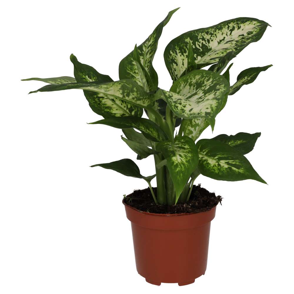 Dumb Cane (Dieffenbachia sp.)