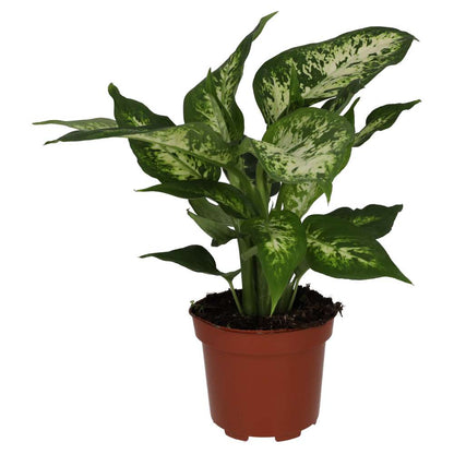 Dumb Cane (Dieffenbachia sp.)