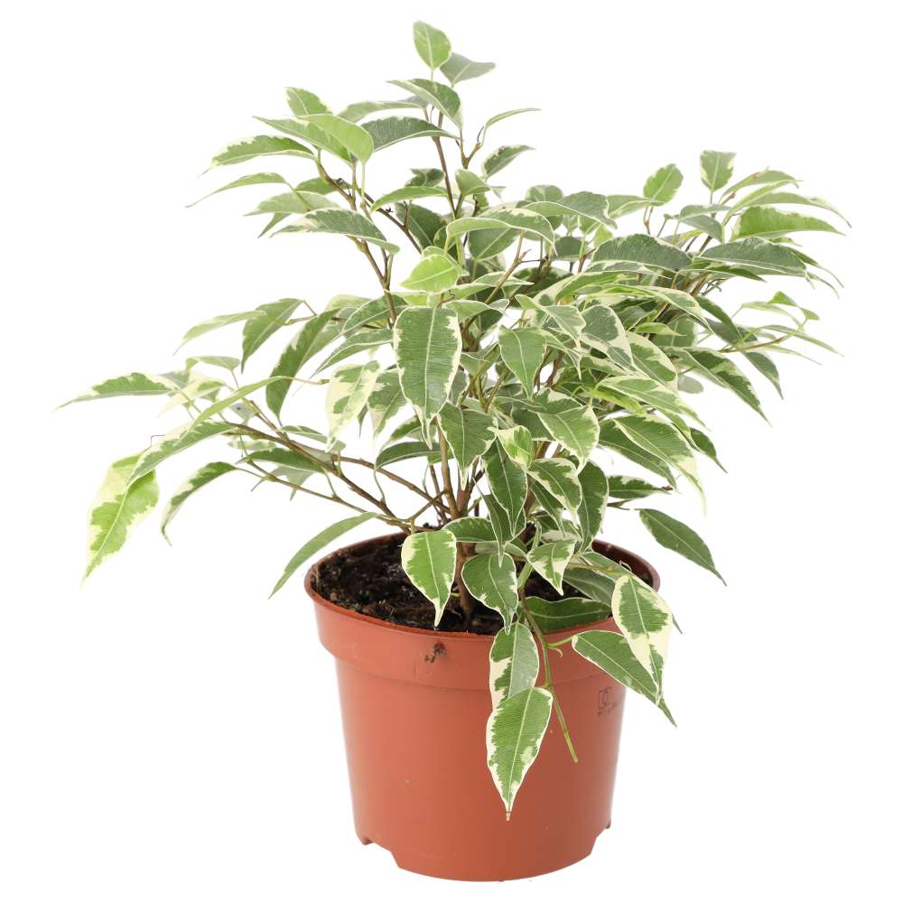 Weeping Fig 'Variegated' (Ficus benjamina)