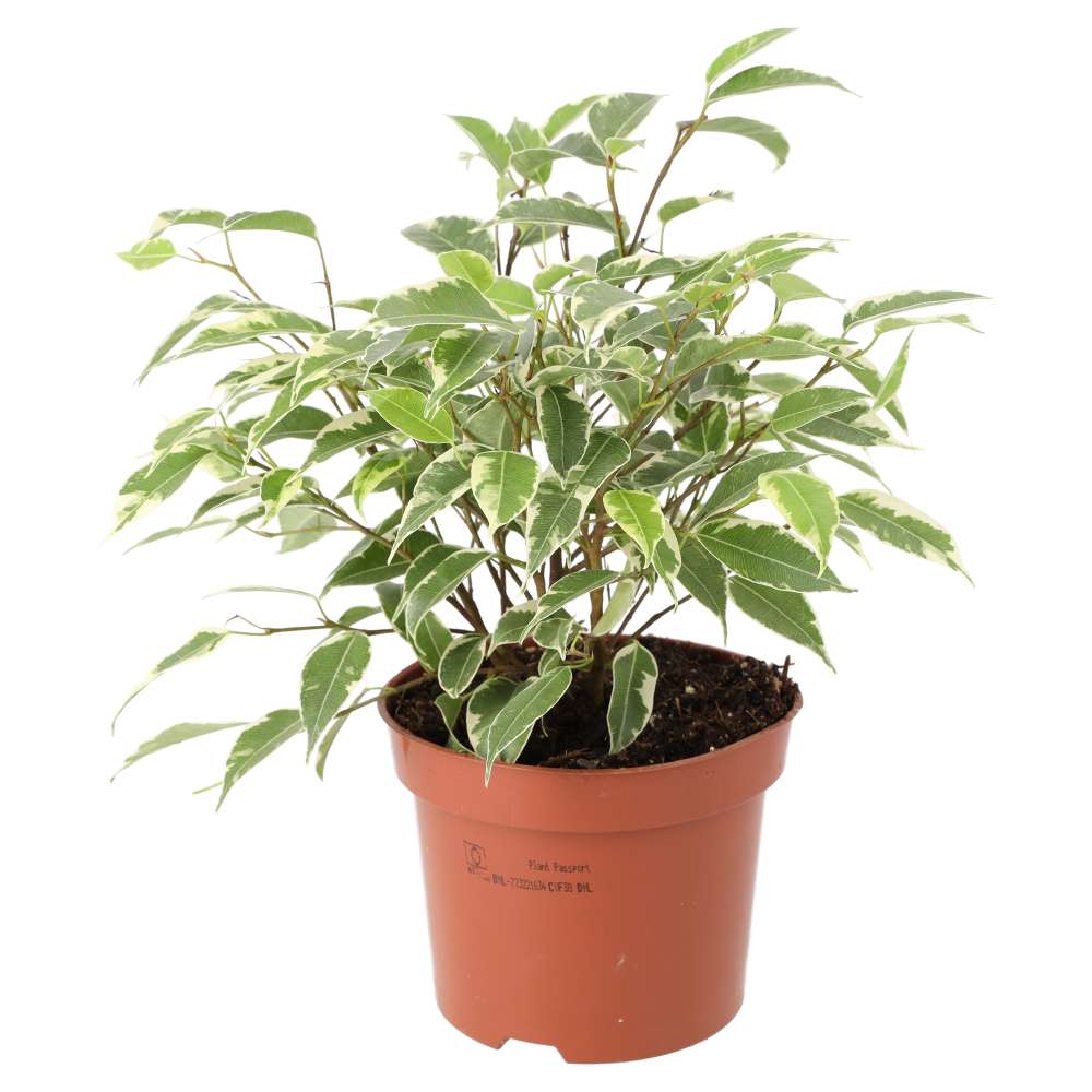 Weeping Fig 'Variegated' (Ficus benjamina)