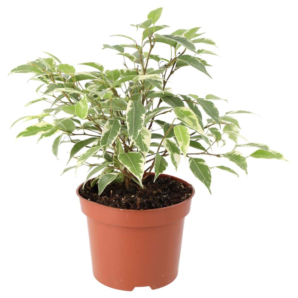 Weeping Fig 'Variegated' (Ficus benjamina)