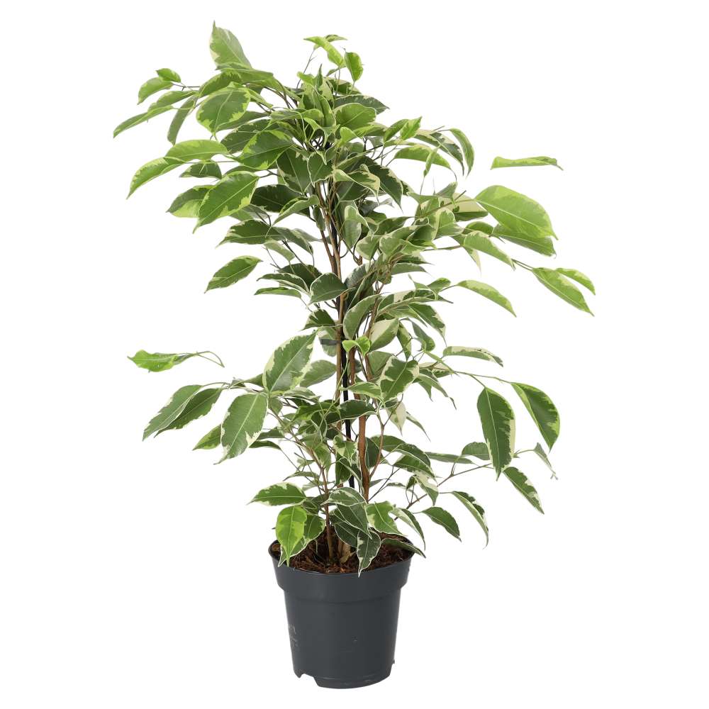 Weeping Fig 'Variegated' (Ficus benjamina)