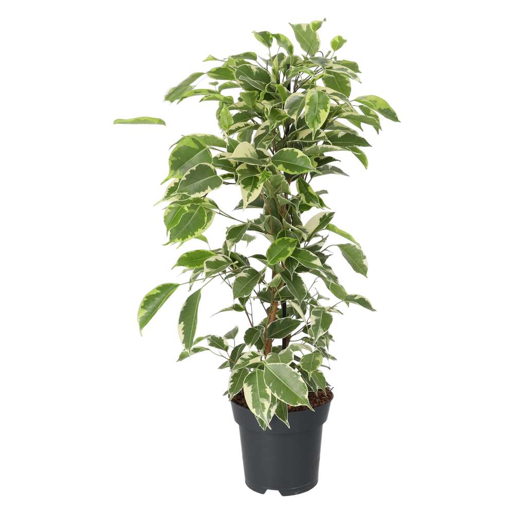 Weeping Fig 'Variegated' (Ficus benjamina)