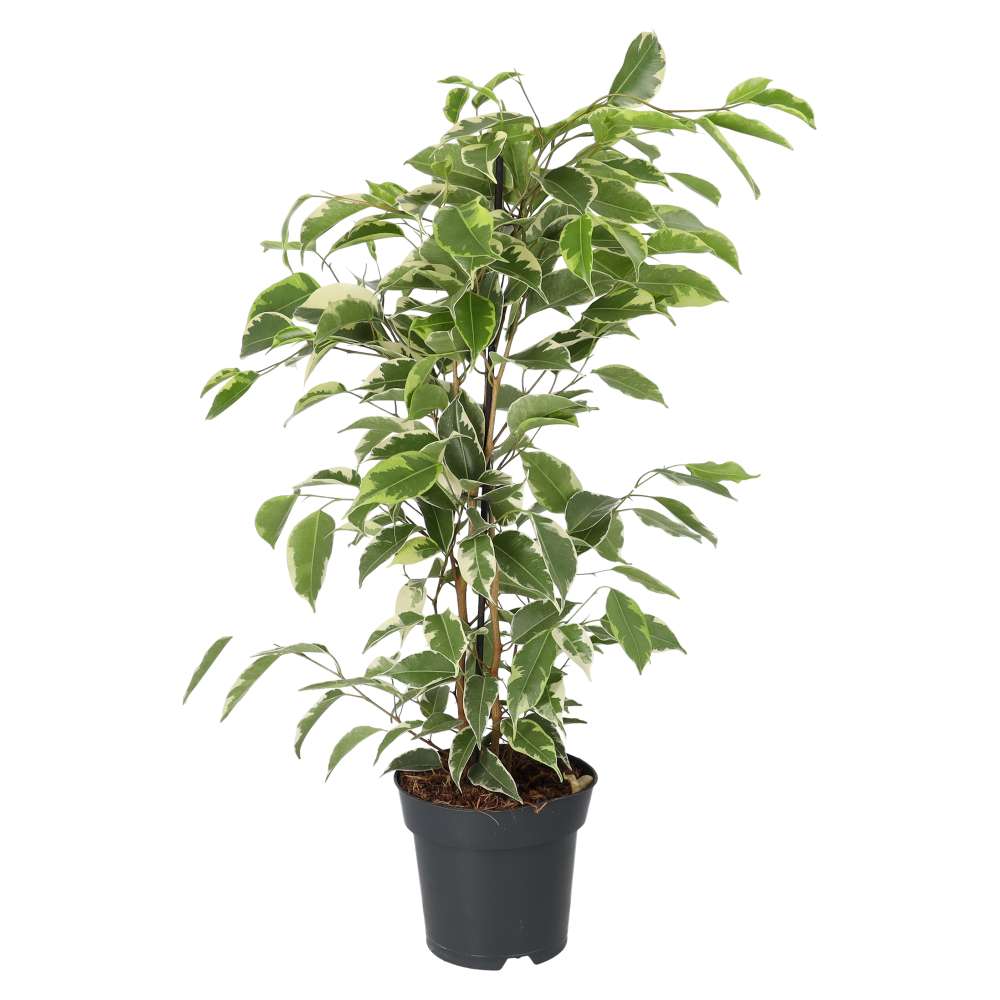 Weeping Fig 'Variegated' (Ficus benjamina)
