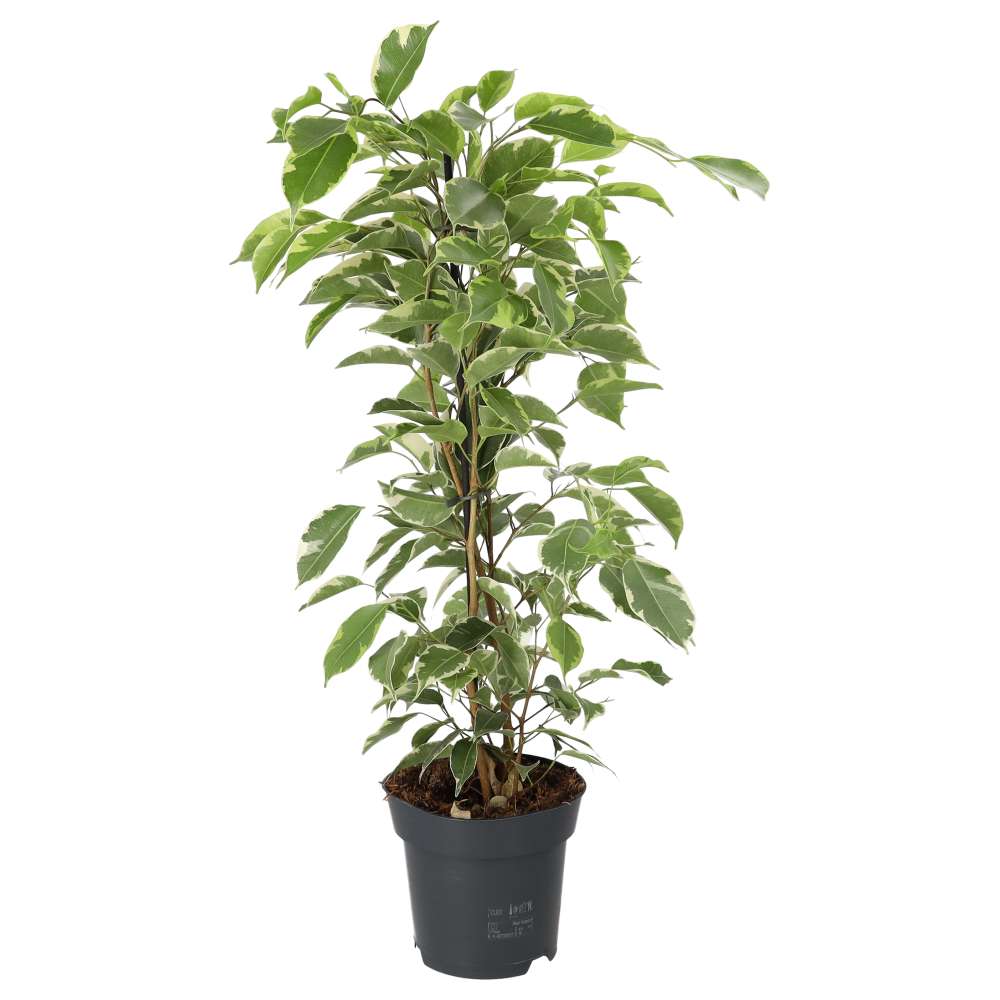 Weeping Fig 'Variegated' (Ficus benjamina)