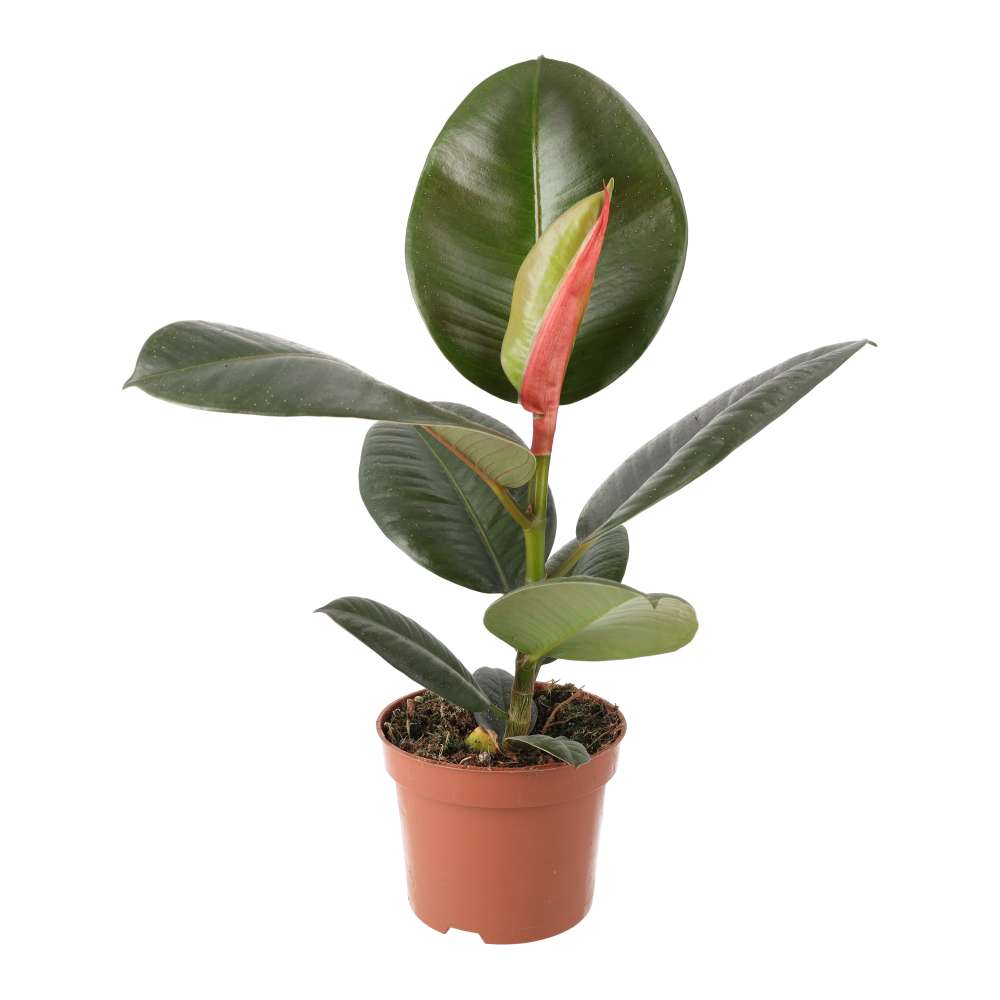 Rubber Fig (Ficus elastica)