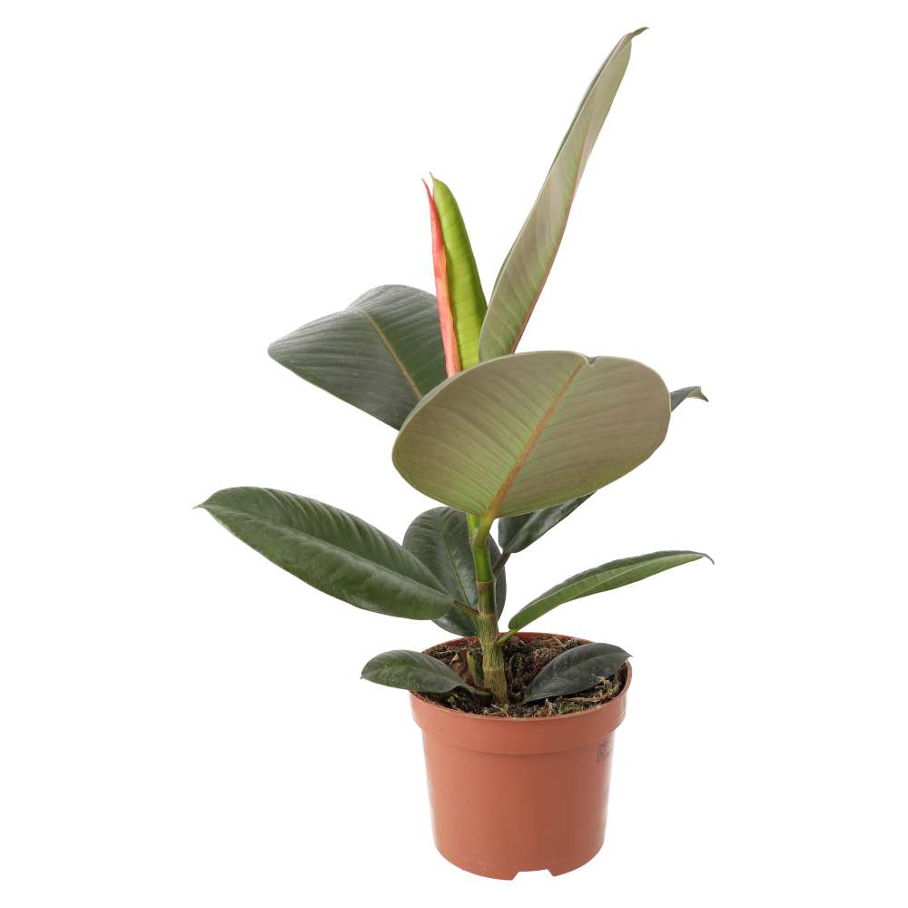 Rubber Fig (Ficus elastica)