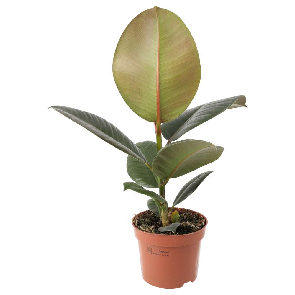 Rubber Fig (Ficus elastica)