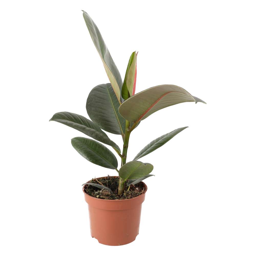 Rubber Fig (Ficus elastica)
