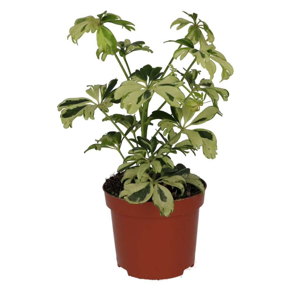 ProRep Live Plant: Umbrella Tree 'Variegated'