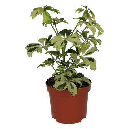 ProRep Live Plant: Umbrella Tree 'Variegated'