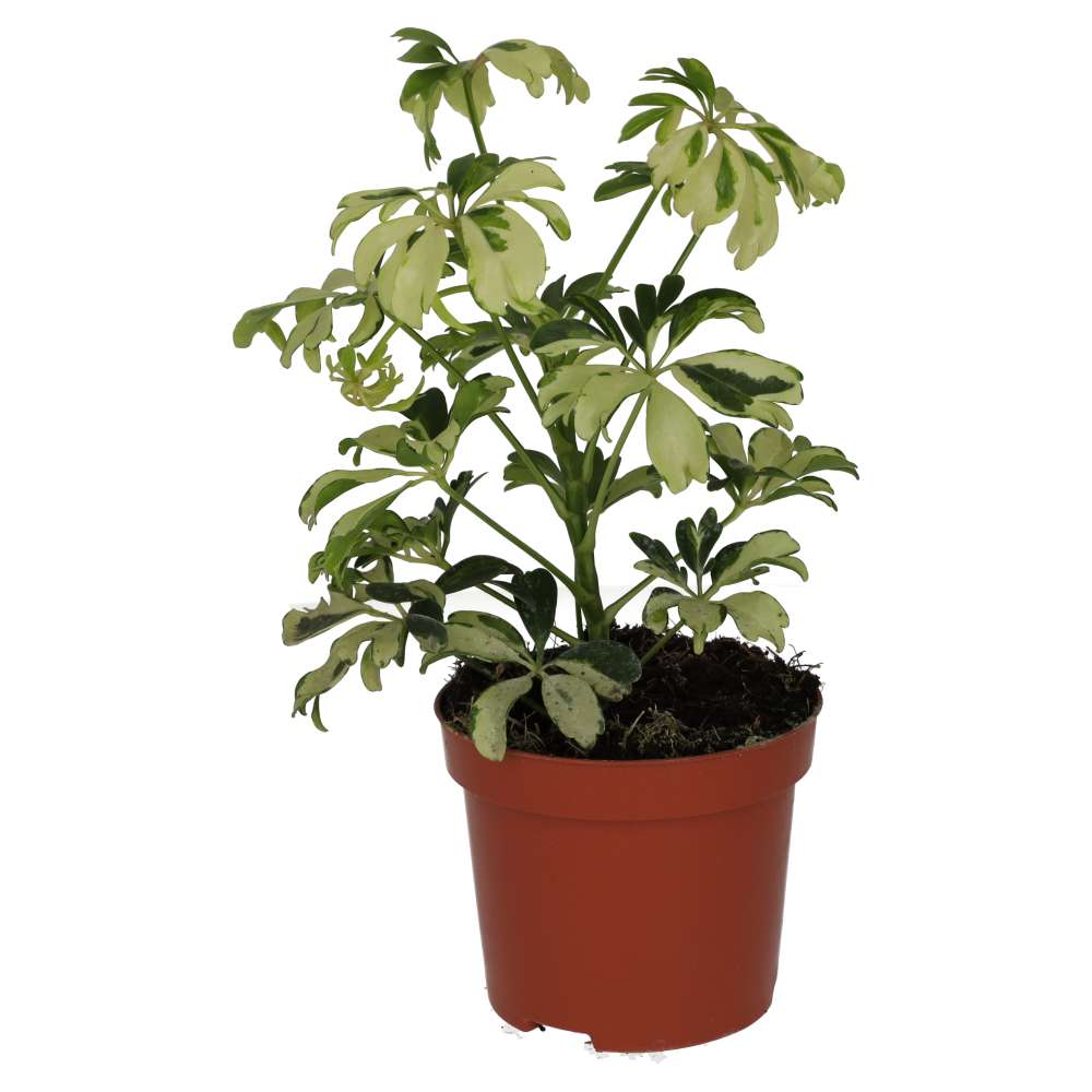 ProRep Live Plant: Umbrella Tree 'Variegated'