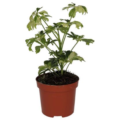 ProRep Live Plant: Umbrella Tree 'Variegated'