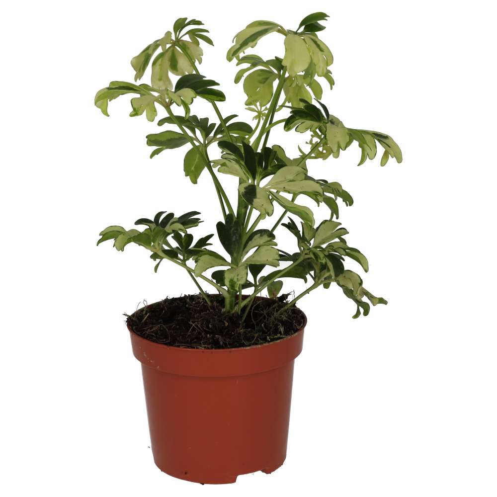 ProRep Live Plant: Umbrella Tree 'Variegated'