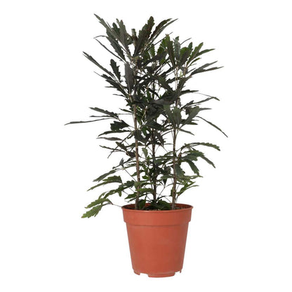 False aralia (Schefflera elegantissima)