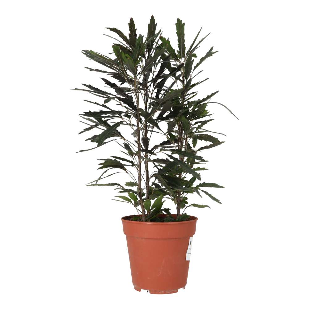 False aralia (Schefflera elegantissima)