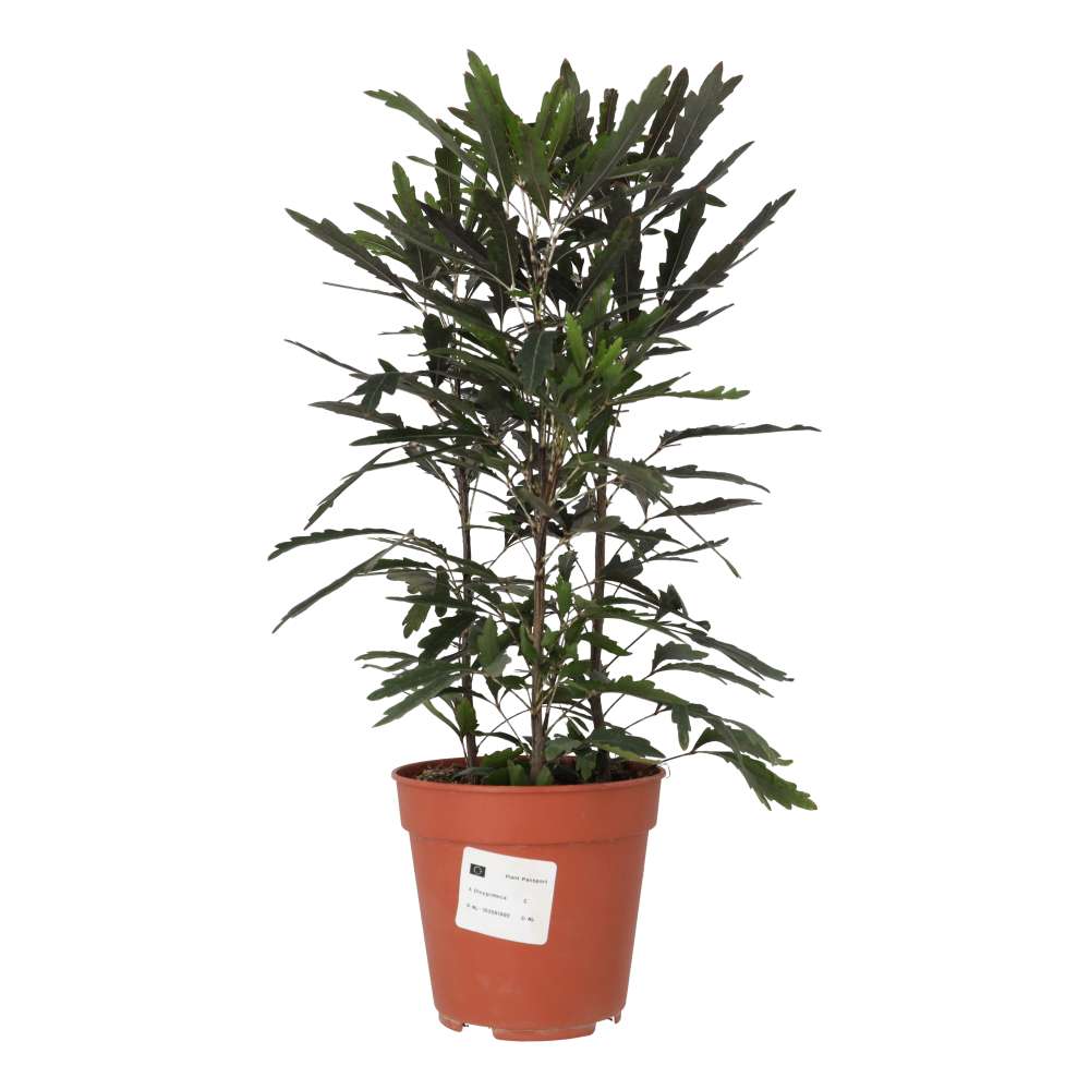 False aralia (Schefflera elegantissima)