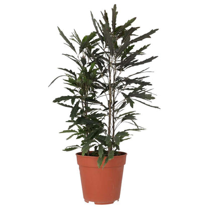 False aralia (Schefflera elegantissima)