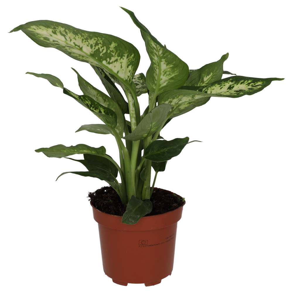 Dumb Cane (Dieffenbachia sp.)
